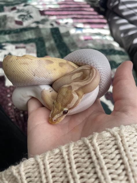 Image result for Ball Python Scared