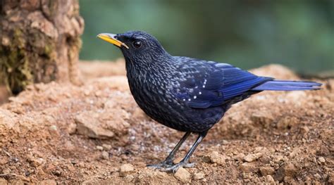 The Babbler: Issue No. 10 | Nature inFocus