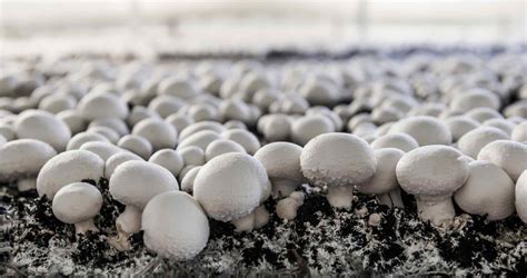 Home | Meadow Mushrooms | Homegrown Goodness Everyday