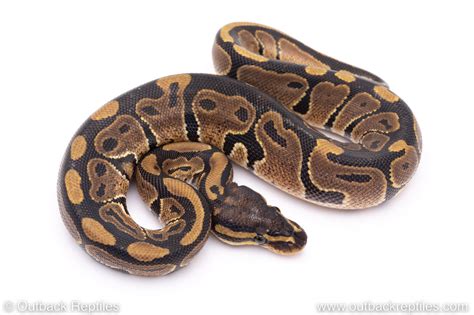 Image result for Za Reptiles Ball Python