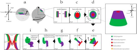 IJMS | Special Issue : Zebrafish: A Model Organism for Human Health and ...