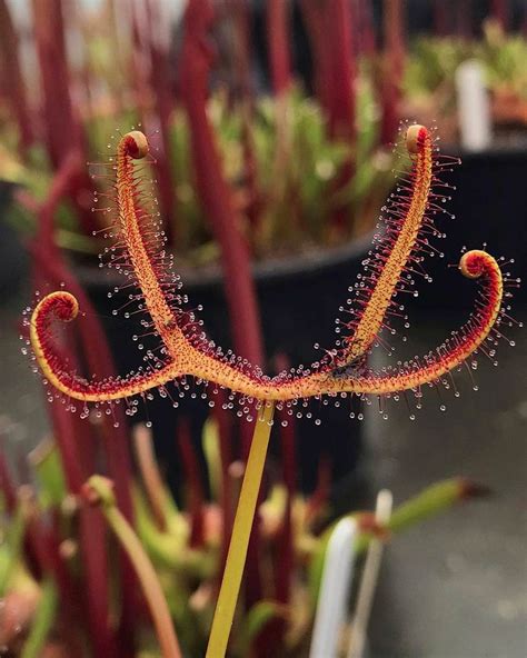 Sundew- Drosera Binata
