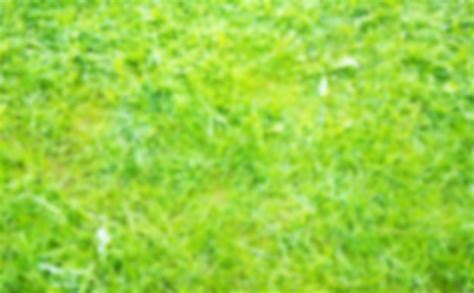 Green bright grass blur background authentic grass on a meadow in blur ...