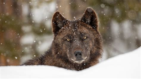 Wolf Reintroduction Changes Yellowstone Ecosystem