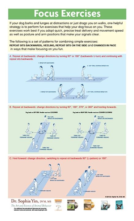 Image result for Focus Training Exercises PDF