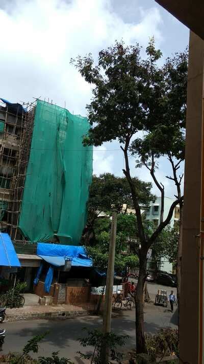 Hacking of trees - Times of India