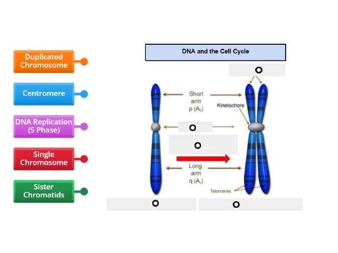 Image result for Chromosome Microarray Test