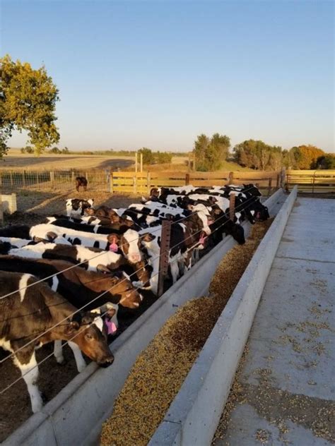 जुलाई में भूलकर भी ना करें पशुपालन की शुरुआत, जानिए क्यों - Do nott ...