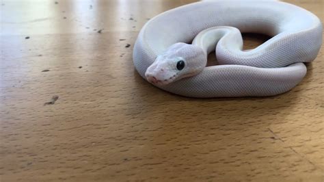 Image result for White Diamond Ball Python