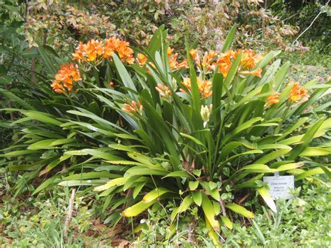 Plant propagation | Propagating plants, Plants, Citronella plant