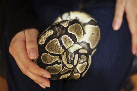 Image result for The Dodo Pet Ball Python