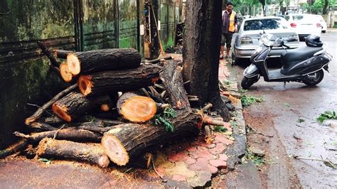 Petition · Stop hacking trees- they are our lifeline!!! - India ...
