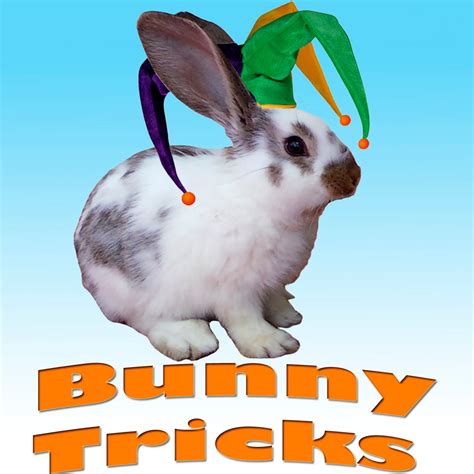 Bildergebnis für bunny tips and tricks