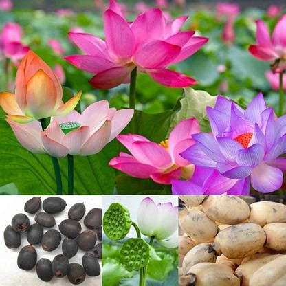WILLVINE ATS-264 Nelumbo nucifera Sacred Lotus Seeds Seed Price in ...