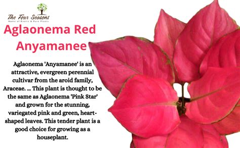 The Four Seasons Aglaonema Red Anyamanee Rare Imported Variety Natural ...