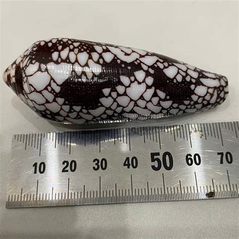 Image result for Seashell Collection