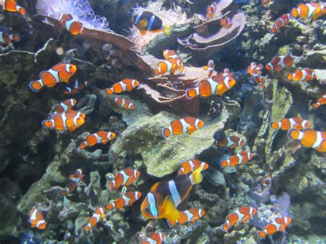 Nemo fish in the aquarium - online puzzle