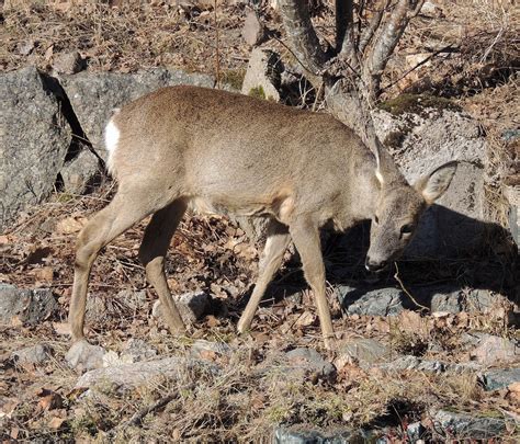Are Irises Poisonous To Deer at Lewis Wooley blog
