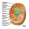 eukaryotic cell wall name - Brainly.in