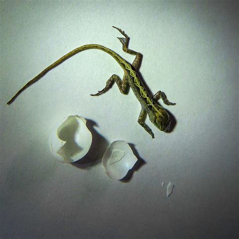 Anole Mating, Reproduction, Courting • The Wannabe Naturalist