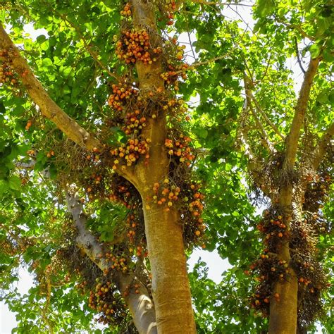 Cluster fig, Gular fig (Ficus Racemosa) - Plant – Lalit Enterprise