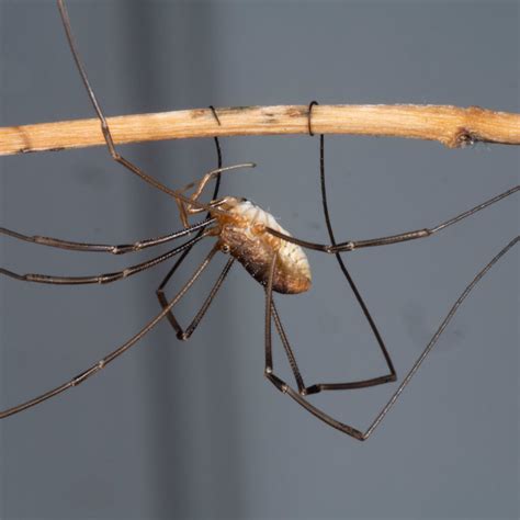 Spiders - Spud Pest Control