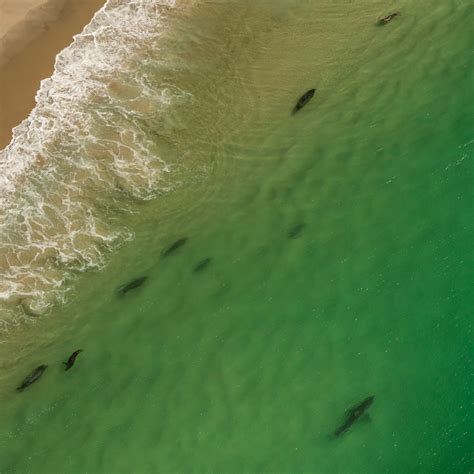 How Cape Cod is adapting after its first fatal shark attack in 82 years ...