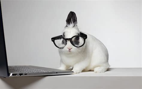 Image result for Funny Animal Using Computer