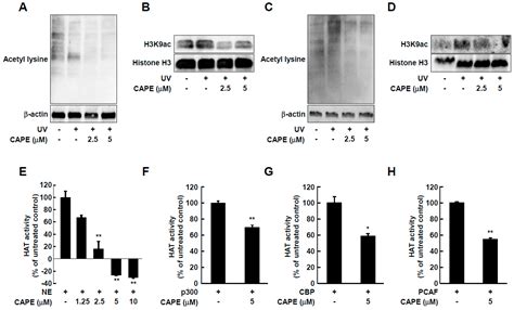 Caffeic Acid Phenethyl Ester Inhibits UV-Induced MMP-1 Expression by ...