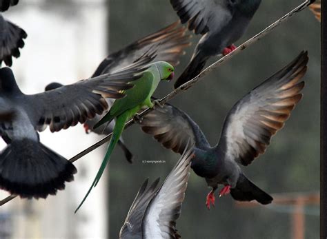 "Sampath Speaking" - the thoughts of an Insurer from Thiruvallikkeni ...