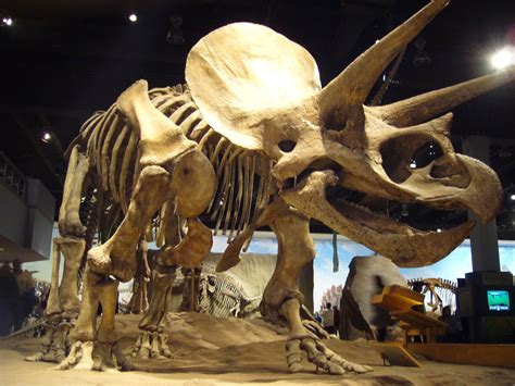 Most Popular Dinosaur Fossils Discovered | Archeology