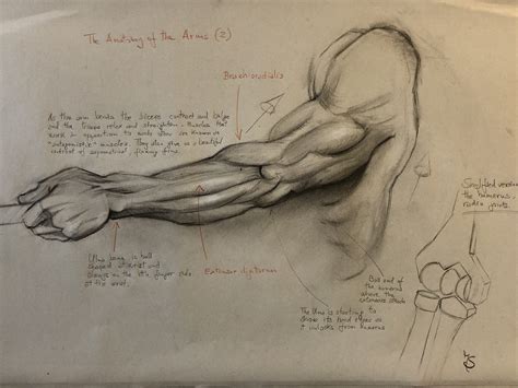 Arm Anatomy