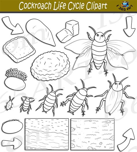 Cockroach Lifecycle 的图像结果