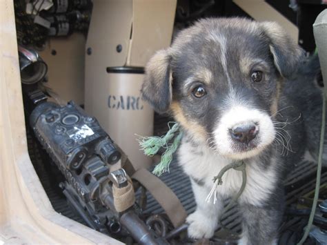 Deployment pup to family dog : r/army