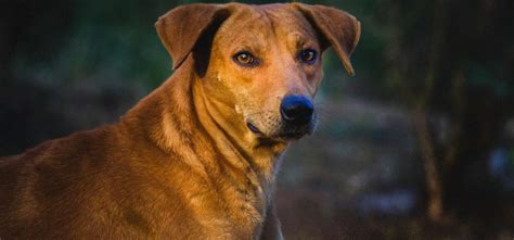 Odisha Prioritises Feeding Stray Dogs And Sanctions Rs 80 Lakh