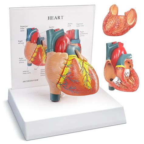 Merinden Human Heart Anatomical Model, Life Size 2 Parts India | Ubuy