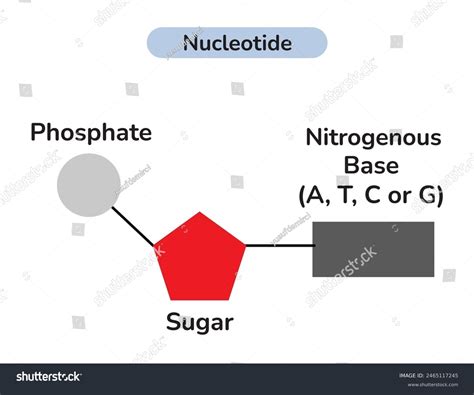 Nucleotide Diagram Nucleic Acid | Definition, Function, Structure,