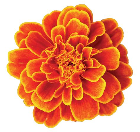 Pin by innerskyalchemy on Flowers | Marigold flower, October flowers ...