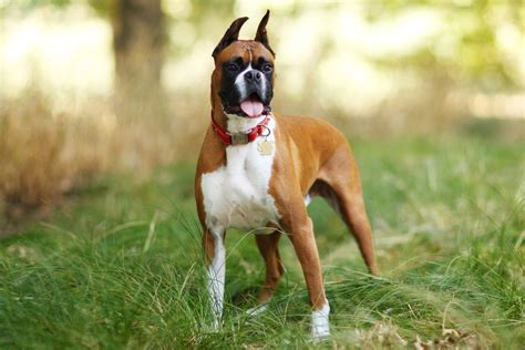 Boxer Hybrid Dogs