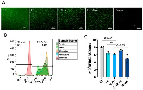 Interaction Between Enterococcus faecalis and Fusobacterium nucleatum ...