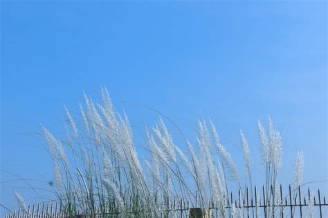 Image result for Ramakrishna Math Belur Math