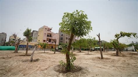 Only 37% of transplanted trees survived in Delhi, reveals Forest Dept ...