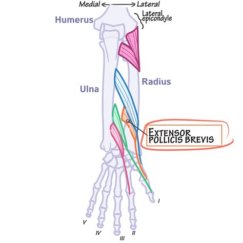 Gross Anatomy Glossary: Extensor pollicis brevis | ditki medical ...