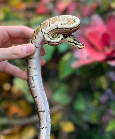 Image result for Spider Ball Python Baby