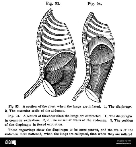Anatomy of the respiratory organs, section of the chest when lungs are inflated or contracted ...