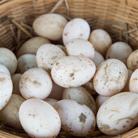 Duck Egg Hatching Process | Learn More About Shirlock Acres