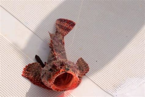 Sea Adventures Boavista - Simply No Stress - Boa Vista | Tripadvisor