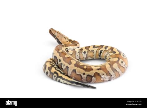 Image result for Wild Python Tail