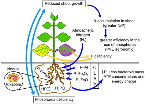 Phosphorus Uses In Plants