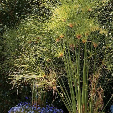 Ancient Egyptian Papyrus Plant